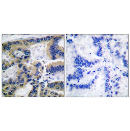 Immunohistochemistry - Anti-Caspase 7 (cleaved Asp198) Antibody (L0109) - Antibodies.com