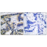 Immunohistochemistry - Anti-Caspase 7 (cleaved Asp198) Antibody (L0109) - Antibodies.com