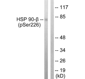 Western Blot - Anti-HSP90B (phospho Ser226) Antibody (A1210) - Antibodies.com