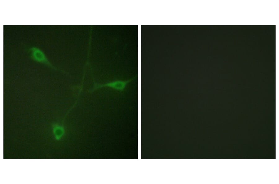 Immunofluorescence - Anti-HSP90B (phospho Ser226) Antibody (A1210) - Antibodies.com