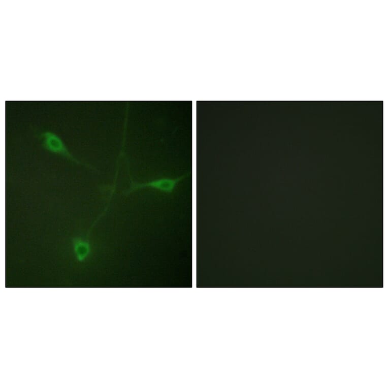 Immunofluorescence - Anti-HSP90B (phospho Ser226) Antibody (A1210) - Antibodies.com