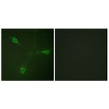 Immunofluorescence - Anti-HSP90B (phospho Ser226) Antibody (A1210) - Antibodies.com