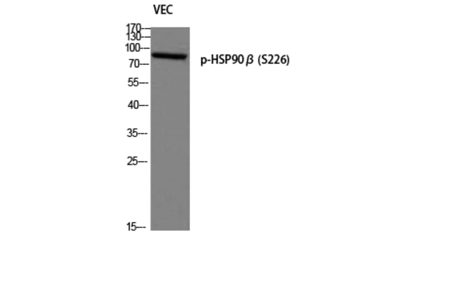 Western Blot - Anti-HSP90B (phospho Ser226) Antibody (A1210) - Antibodies.com