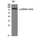 Western Blot - Anti-HSP90B (phospho Ser226) Antibody (A1210) - Antibodies.com