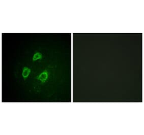 Immunofluorescence - Anti-KCNB1 (phospho Ser567) Antibody (A1086) - Antibodies.com