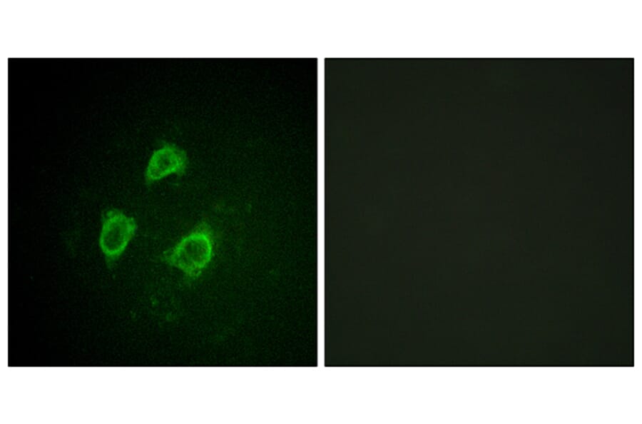 Immunofluorescence - Anti-KCNB1 (phospho Ser567) Antibody (A1086) - Antibodies.com