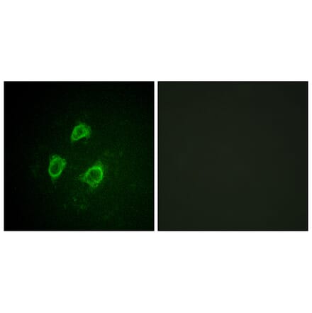 Immunofluorescence - Anti-KCNB1 (phospho Ser567) Antibody (A1086) - Antibodies.com
