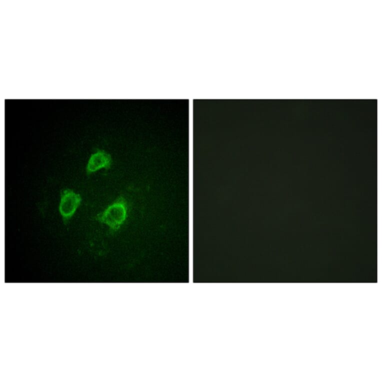 Immunofluorescence - Anti-KCNB1 (phospho Ser567) Antibody (A1086) - Antibodies.com