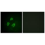 Immunofluorescence - Anti-KCNB1 (phospho Ser567) Antibody (A1086) - Antibodies.com