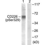 Western Blot - Anti-CD226 (phospho Ser329) Antibody (A0843) - Antibodies.com