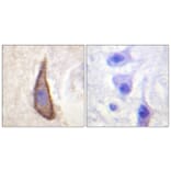 Immunohistochemistry - Anti-CD226 (phospho Ser329) Antibody (A0843) - Antibodies.com