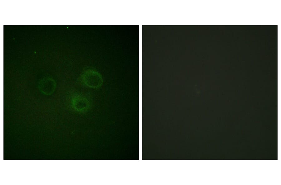 Immunofluorescence - Anti-CD226 (phospho Ser329) Antibody (A0843) - Antibodies.com