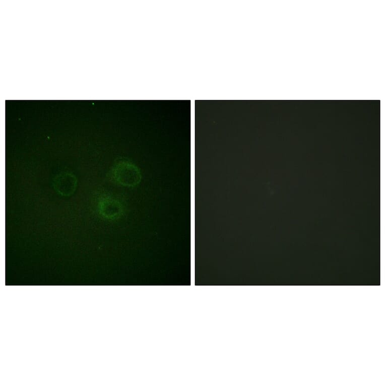 Immunofluorescence - Anti-CD226 (phospho Ser329) Antibody (A0843) - Antibodies.com