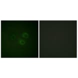 Immunofluorescence - Anti-CD226 (phospho Ser329) Antibody (A0843) - Antibodies.com