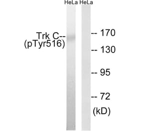 Western Blot - Anti-Trk C (phospho Tyr516) Antibody (A8196) - Antibodies.com