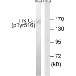 Western Blot - Anti-Trk C (phospho Tyr516) Antibody (A8196) - Antibodies.com