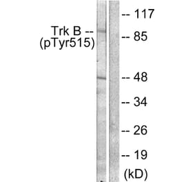 Western Blot - Anti-Trk B (phospho Tyr515) Antibody (A0035) - Antibodies.com