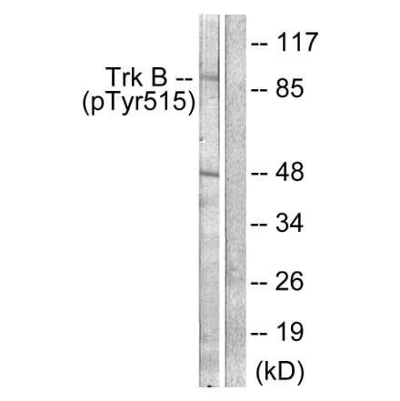 Western Blot - Anti-Trk B (phospho Tyr515) Antibody (A0035) - Antibodies.com