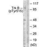 Western Blot - Anti-Trk B (phospho Tyr515) Antibody (A0035) - Antibodies.com