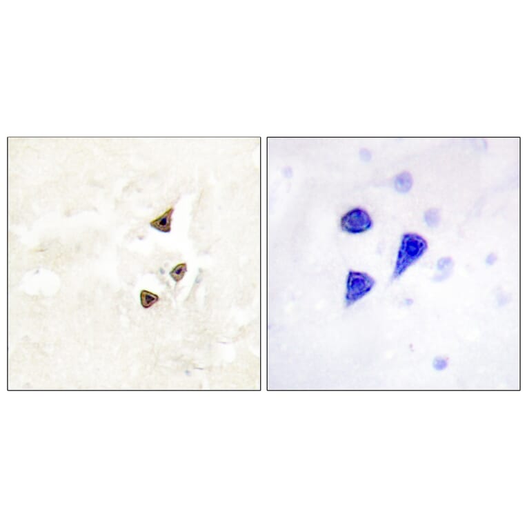 Immunohistochemistry - Anti-Trk B (phospho Tyr515) Antibody (A0035) - Antibodies.com