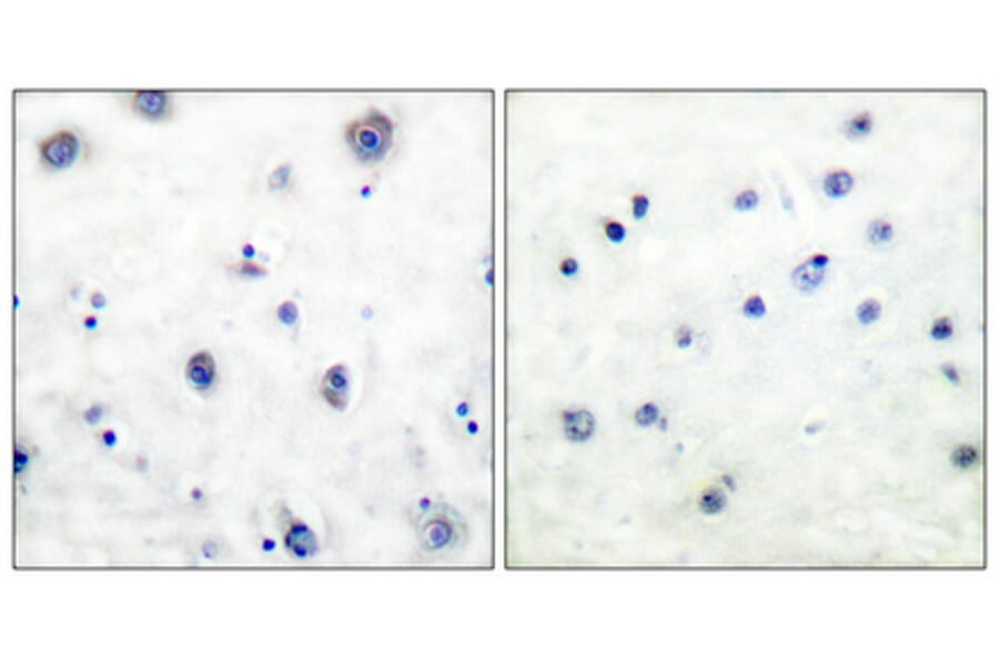 Immunohistochemistry - Anti-Trk B (phospho Tyr515) Antibody (A0035) - Antibodies.com