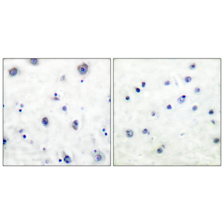 Immunohistochemistry - Anti-Trk B (phospho Tyr515) Antibody (A0035) - Antibodies.com