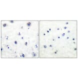 Immunohistochemistry - Anti-Trk B (phospho Tyr515) Antibody (A0035) - Antibodies.com