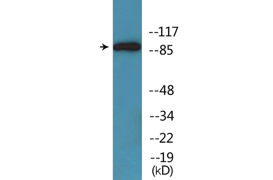 Western Blot - Anti-Trk A (phospho Tyr701) Antibody (P12-1194) - Antibodies.com