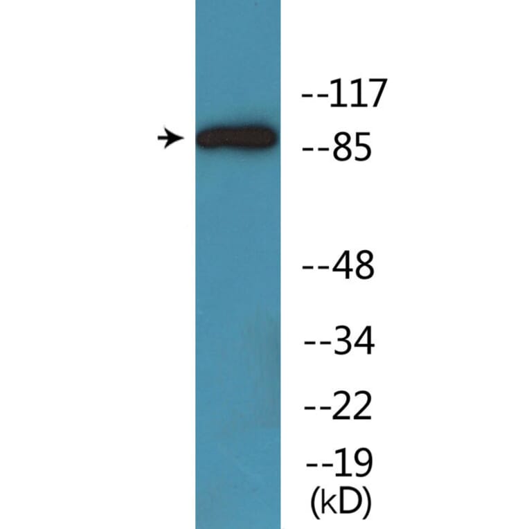 Western Blot - Anti-Trk A (phospho Tyr701) Antibody (P12-1194) - Antibodies.com