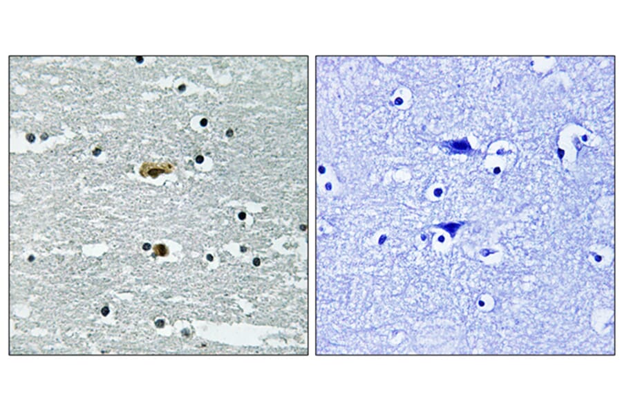 Immunohistochemistry - Anti-STK39 (phospho Ser311) Antibody (A8188) - Antibodies.com