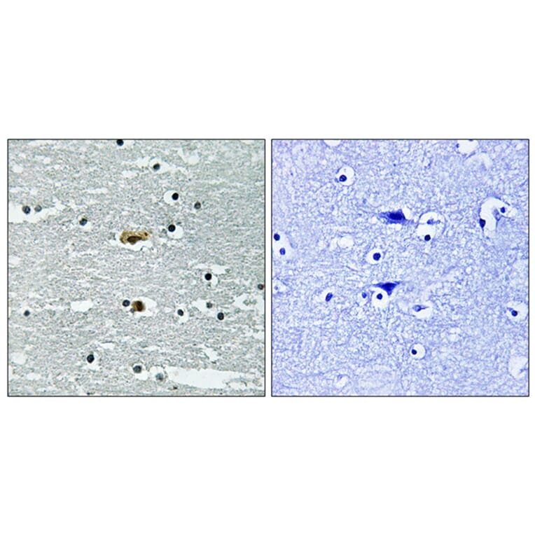 Immunohistochemistry - Anti-STK39 (phospho Ser311) Antibody (A8188) - Antibodies.com