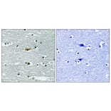 Immunohistochemistry - Anti-STK39 (phospho Ser311) Antibody (A8188) - Antibodies.com