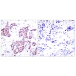 Immunohistochemistry - Anti-STAT6 (phospho Tyr641) Antibody (A7229) - Antibodies.com