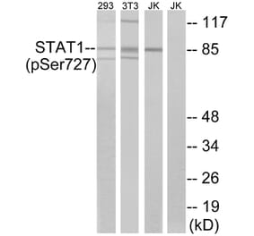Western Blot - Anti-STAT1 (phospho Ser727) Antibody (A7221) - Antibodies.com