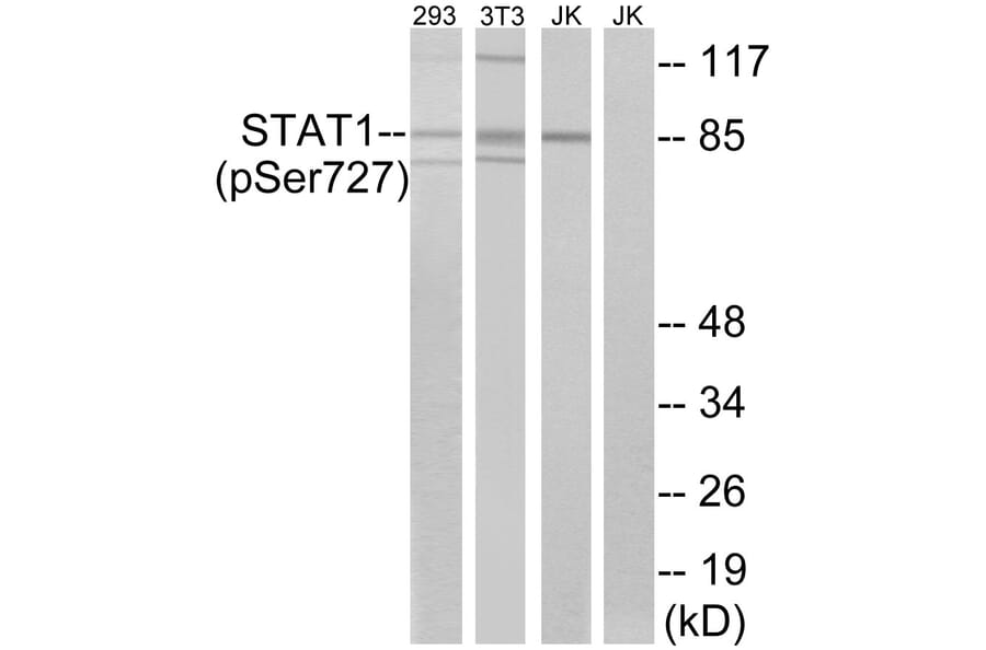 Western Blot - Anti-STAT1 (phospho Ser727) Antibody (A7221) - Antibodies.com