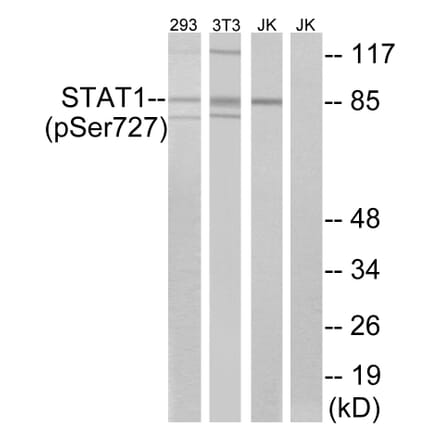 Western Blot - Anti-STAT1 (phospho Ser727) Antibody (A7221) - Antibodies.com
