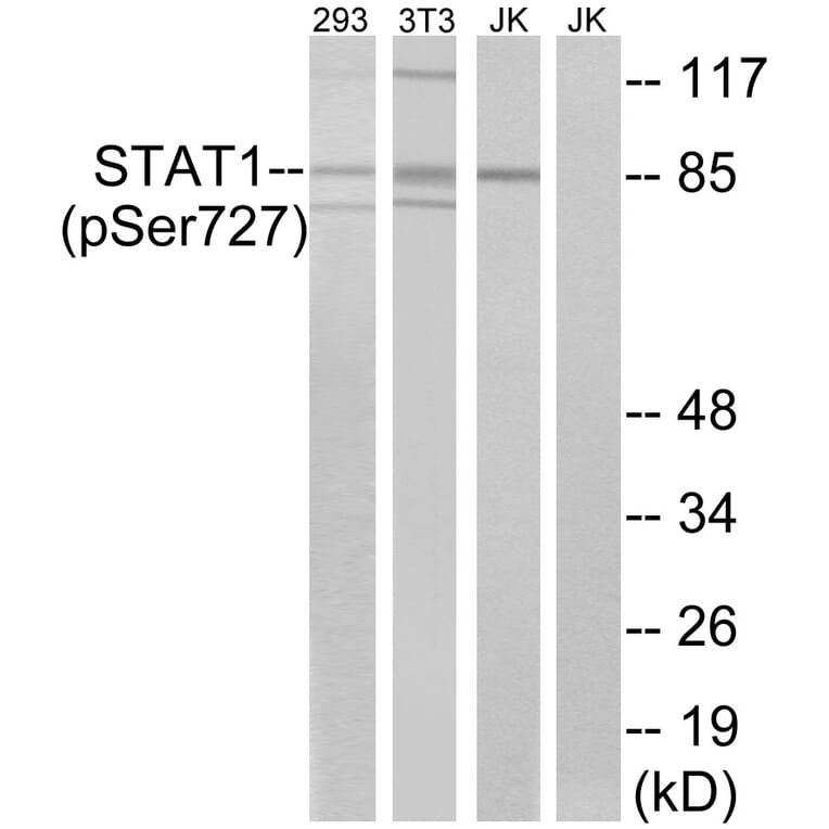 Western Blot - Anti-STAT1 (phospho Ser727) Antibody (A7221) - Antibodies.com