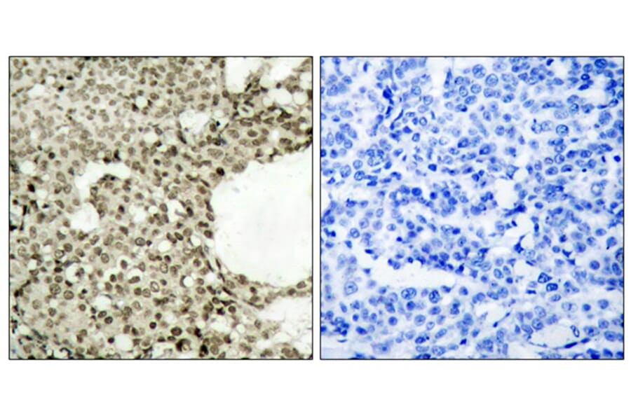 Immunohistochemistry - Anti-STAT1 (phospho Ser727) Antibody (A7221) - Antibodies.com
