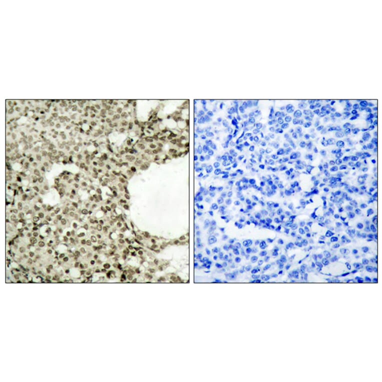 Immunohistochemistry - Anti-STAT1 (phospho Ser727) Antibody (A7221) - Antibodies.com