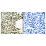 Immunohistochemistry - Anti-STAT1 (phospho Ser727) Antibody (A7221) - Antibodies.com