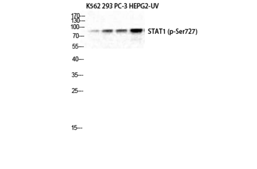 Western Blot - Anti-STAT1 (phospho Ser727) Antibody (A7221) - Antibodies.com