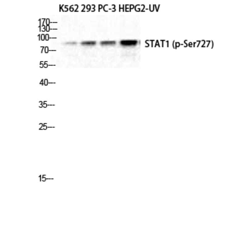 Western Blot - Anti-STAT1 (phospho Ser727) Antibody (A7221) - Antibodies.com