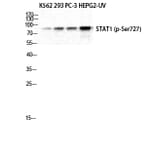 Western Blot - Anti-STAT1 (phospho Ser727) Antibody (A7221) - Antibodies.com