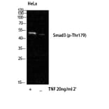 Western Blot - Anti-Smad3 (phospho Thr179) Antibody (A1003) - Antibodies.com