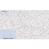 Immunohistochemistry - Anti-Smad3 (phospho Ser425) Antibody (A0031) - Antibodies.com