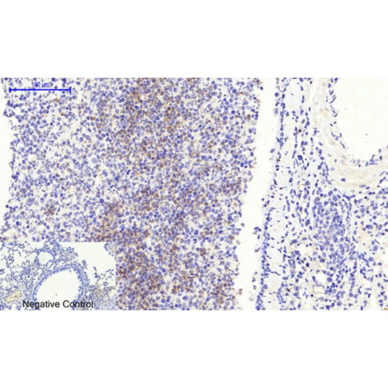 Immunohistochemistry - Anti-Smad3 (phospho Ser425) Antibody (A0031) - Antibodies.com