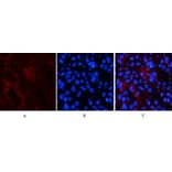 Immunofluorescence - Anti-Smad3 (phospho Ser425) Antibody (A0031) - Antibodies.com