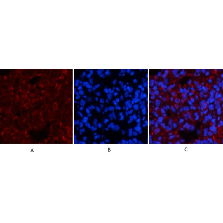 Immunofluorescence - Anti-Smad3 (phospho Ser425) Antibody (A0031) - Antibodies.com