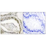 Immunohistochemistry - Anti-Smad3 (phospho Ser208) Antibody (A1005) - Antibodies.com