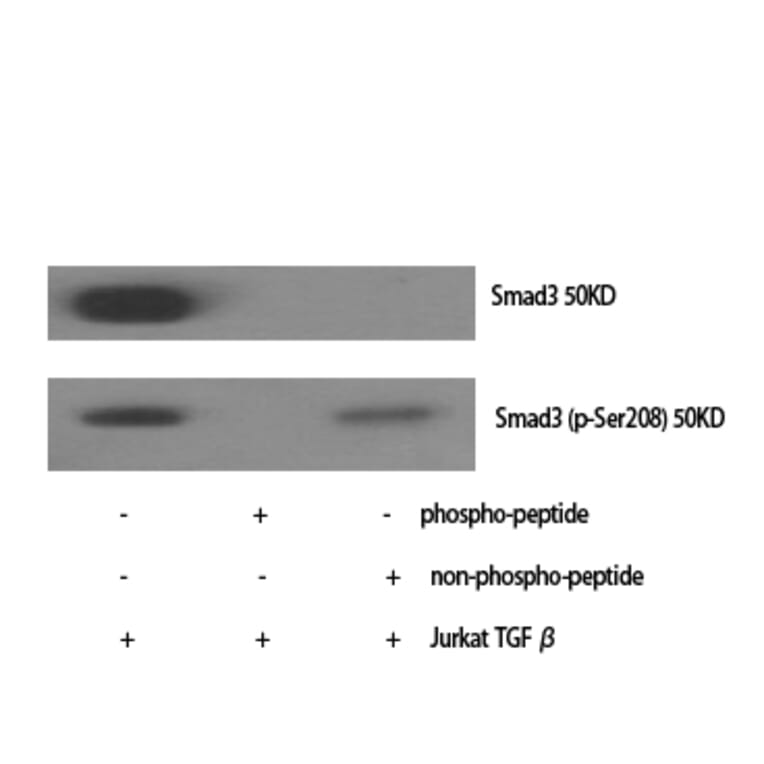Western Blot - Anti-Smad3 (phospho Ser208) Antibody (A1005) - Antibodies.com